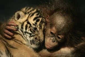 Ross Park Zoo