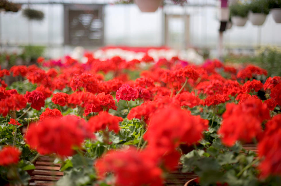 Join John Davison at Mountain Top Greenhouses on Mother’s Day Weekend!