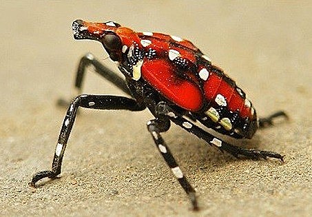 What Does a Spotted Lantern Fly Nymph Look Like?