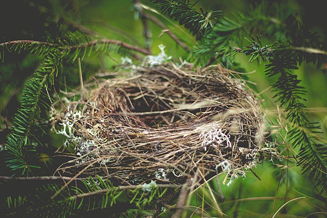 Stop Leaving Hair and String Out for NYS Birds – You're Killing Them!