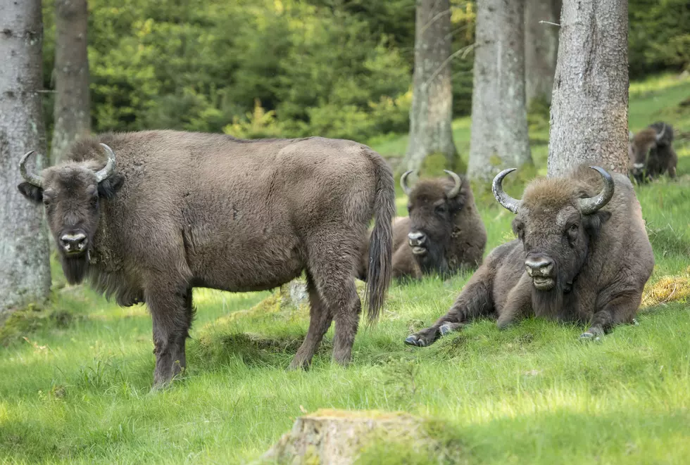 Rescued Buffalo Might End Up As Bison Burgers