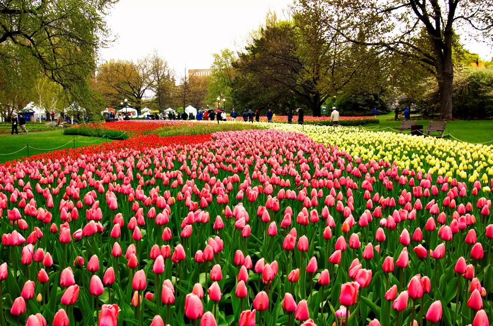 3 Spring Festivals Not-To-Miss