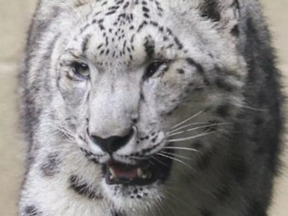 Endangered Species Day With the Binghamton Zoo