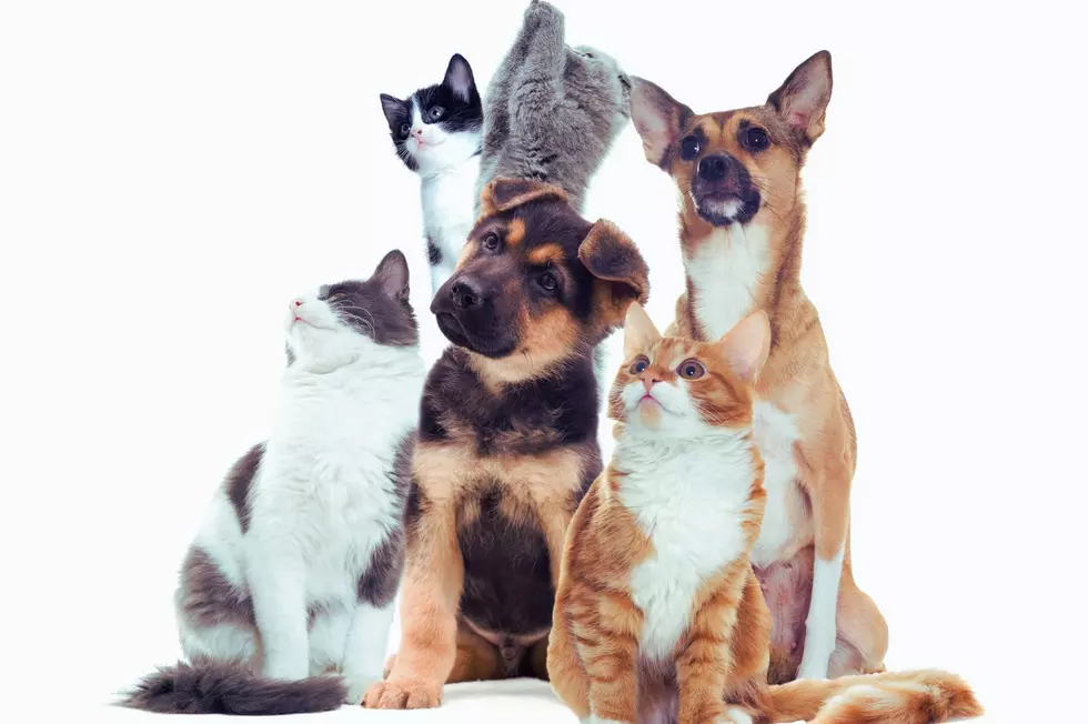 Join The Fun At Broome County Humane Society’s Annual Rummage Sale