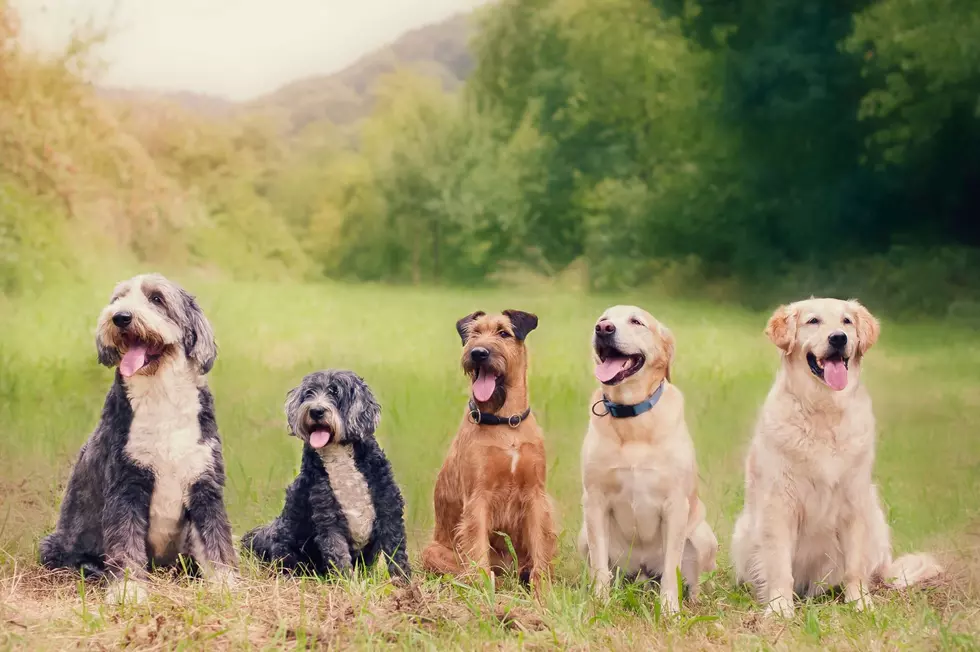 The Most Feared Dog Breed Among New York Delivery Drivers