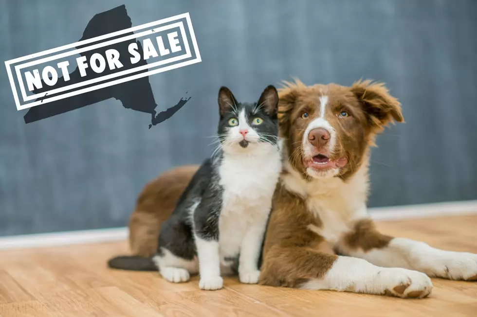 New York State Bans Sale of Dogs, Cats, and Rabbits