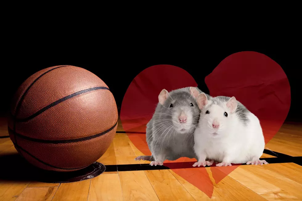 Kick Your Ex to the Curb this Valentine’s Day with New York’s Rat Roster