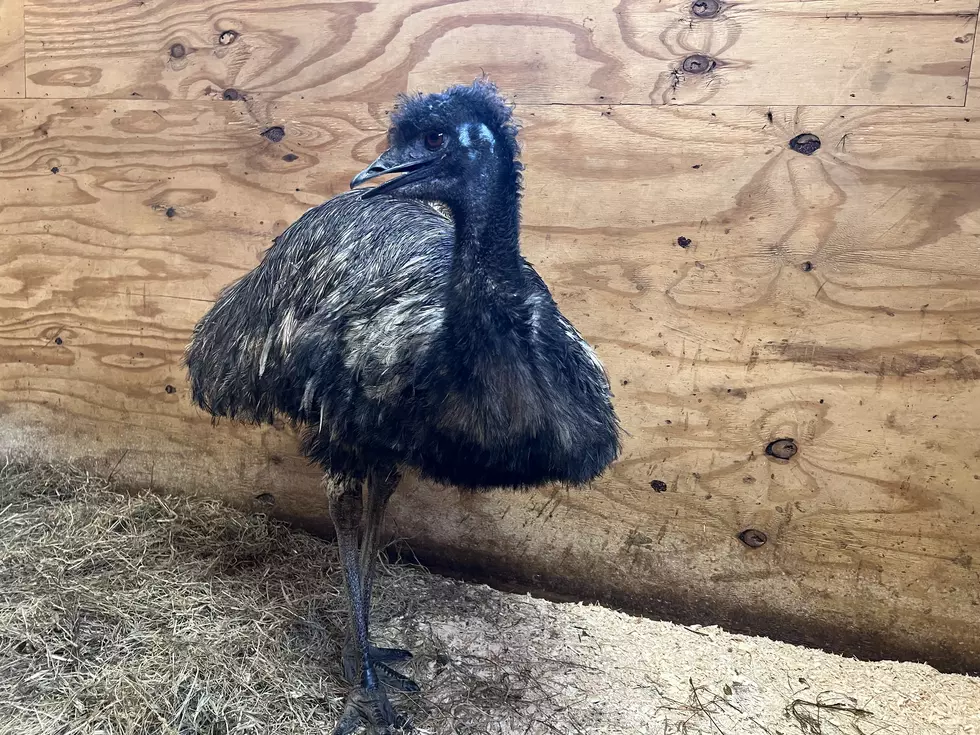 Emu Escapades: A Happy Ending at Animal Adventure Park