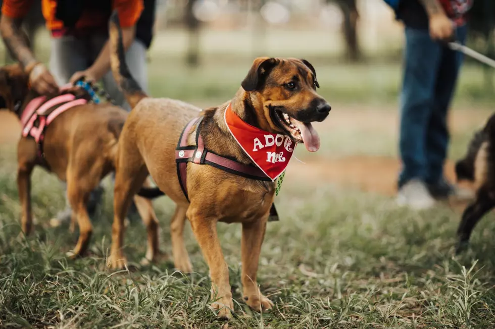 Broome County Dog Shelter Wants to Help You Find Your New Best Friend