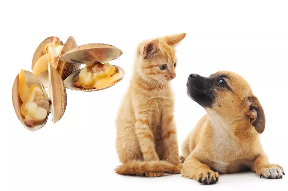 Clams for a Cause: A Fundraiser for the Broome County Humane Society