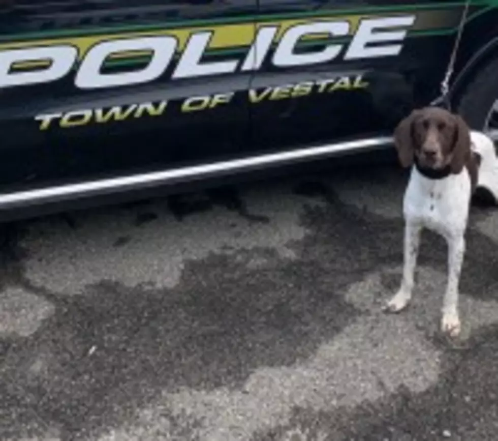 Vestal Police Get New Four-Legged Officer
